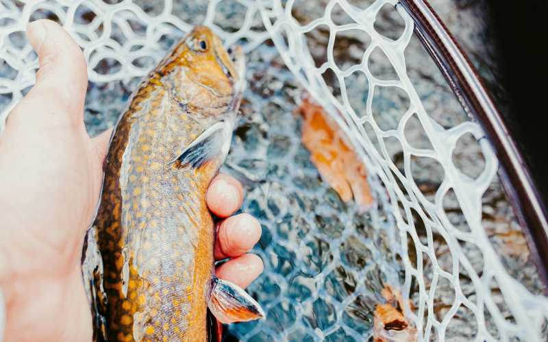 Brook trout, like the one pictured here, are being overtaken by brown trout, a non-native species in Wisconsin.