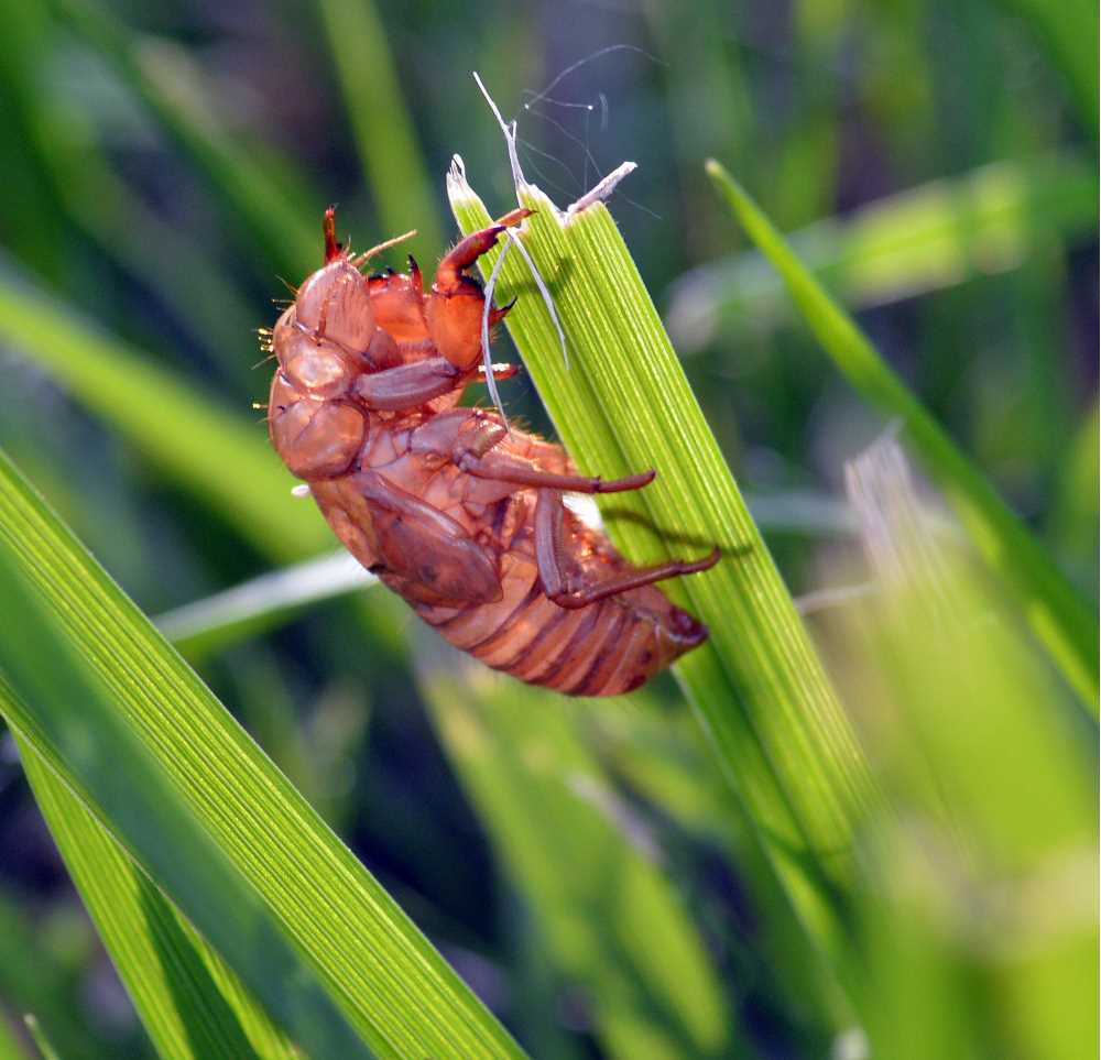 Cicadas 2024 Currents UWLa Crosse