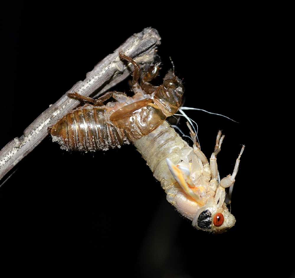 How Long Does It Take For Cicadas To Hatch Shop