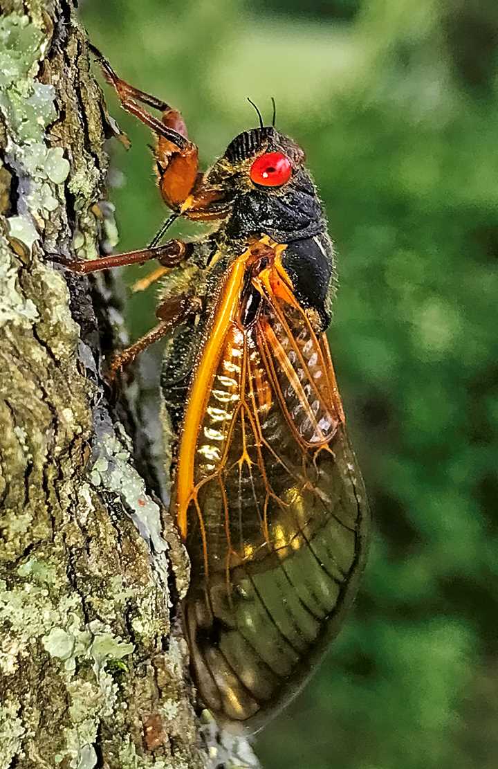 Cicadas 2024 Missouri Andie Blancha