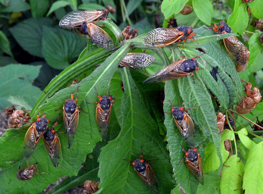 Cicada bugs deals