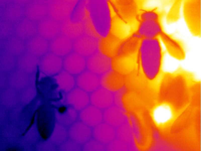 Thermal images of bees.