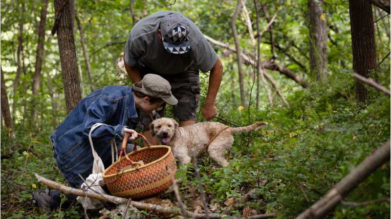 UW-La Crosse graduate student Mariah Rogers (kneeling) is part of a small team of researchers working to document Wisconsin's population of truffles, a fungi prized for use in luxury cuisine. An exciting discovery this fall brought to light a truffle that was previously unrecognized by science.