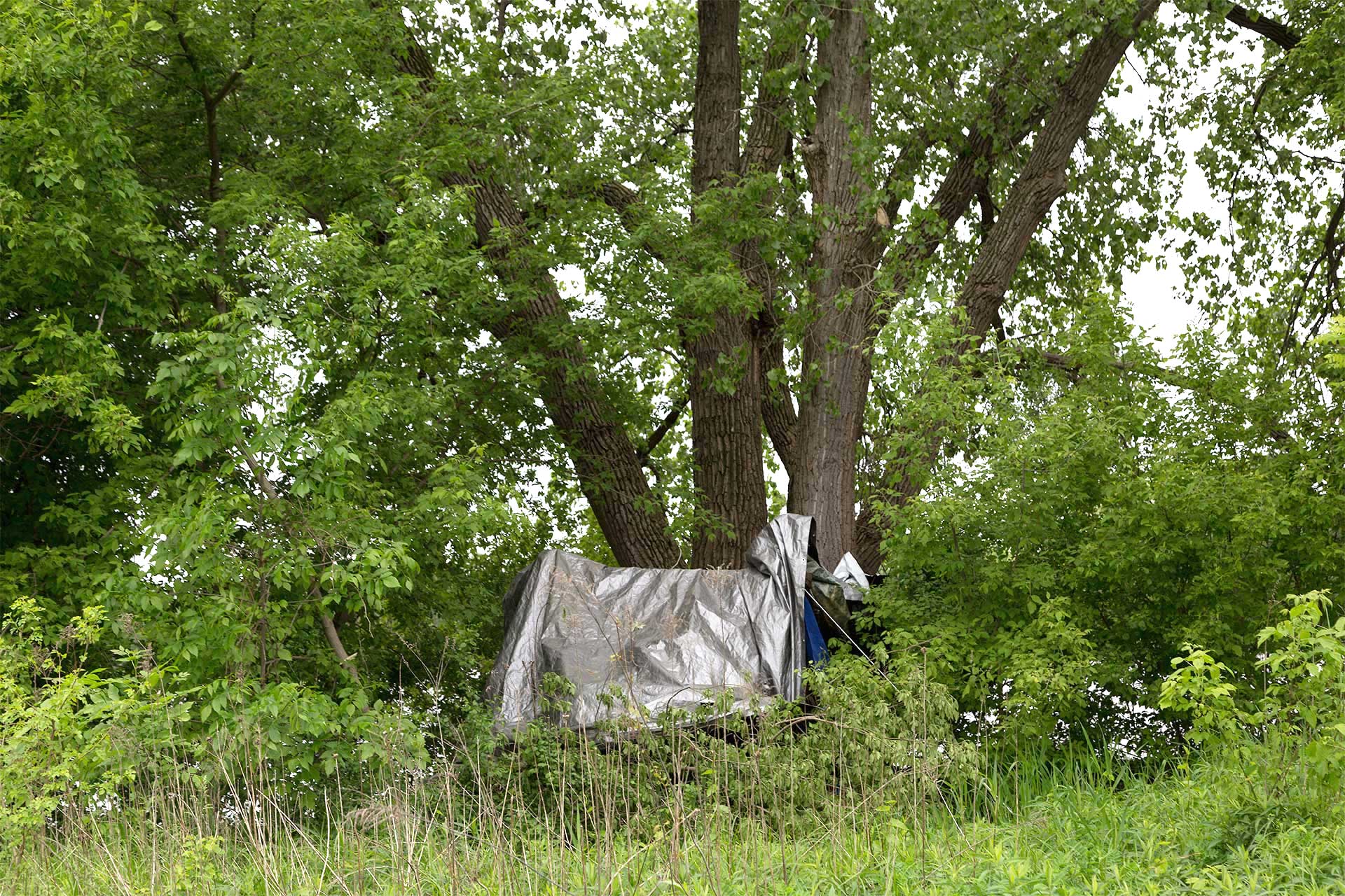 Image of a tent pitched in the tall grass in a wooded area.