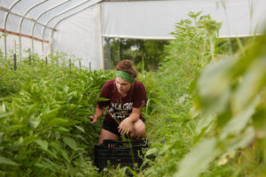 schauls kneels in a row of green plants in a greenhouse