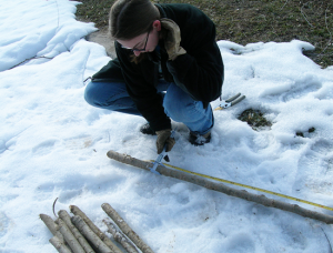 Amber out measuring trees at Goose Island.