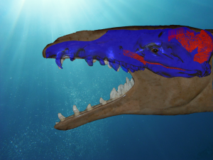 Image of Basilosaurus head.