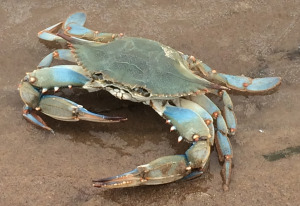 Blue crab