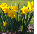 Photo of daffodils.