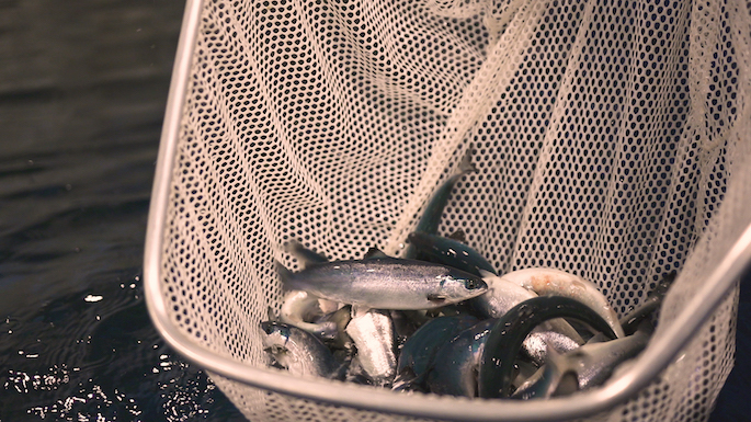 Image of fish in a net.