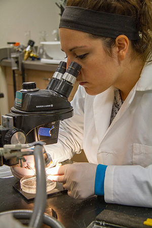 Image of UW-L senior Lauren Eliades looking through a microscope.