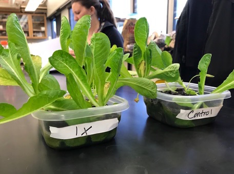 Up close image of lettuce growing hydroponically with students in the background.