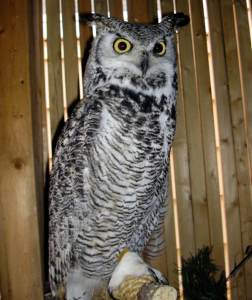 Image of a Great Horned Owl. 