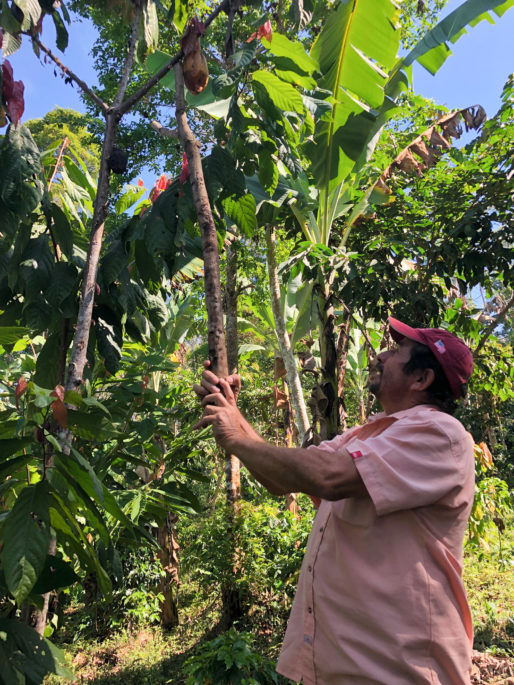 Enrique, one of the founders of AsoProLa, the organic cooperative, shows UWL student Savannah Stanley how to harvest cacao beans in his cafetal (coffee plantation).