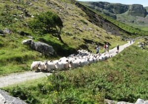 A shepherd moves his flock down a road on the Dingle Peninsula of Ireland.