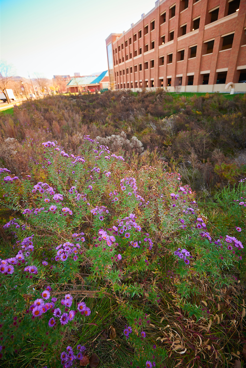 rain garden outside of the parking ramp.