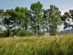 A very well established reed canary grass  community of seedling  in a local floodplain. Photo provided by Whitney Swanson.