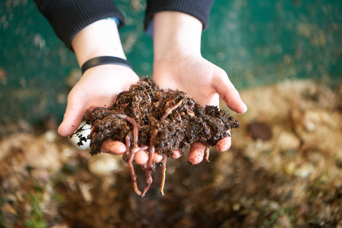 hands holding a pile of worms and dirt. 