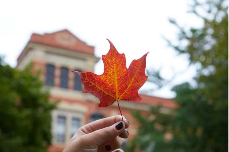 Red leaf