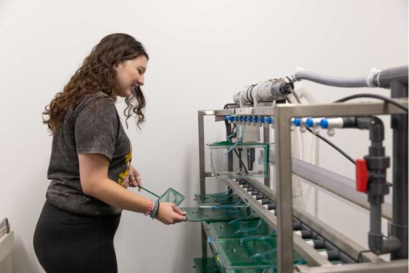 UWL student Anika Oplanic works with fish in Tisha King-Heiden's lab in Prairie Springs Science Center.