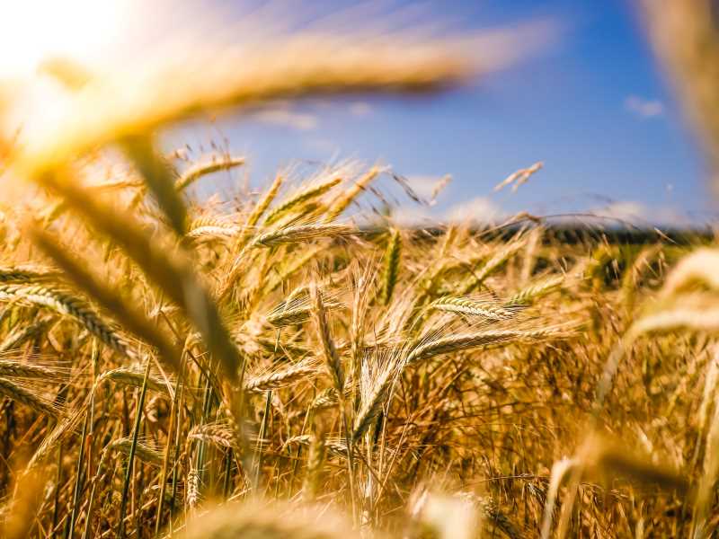 Image of a field with blue sky