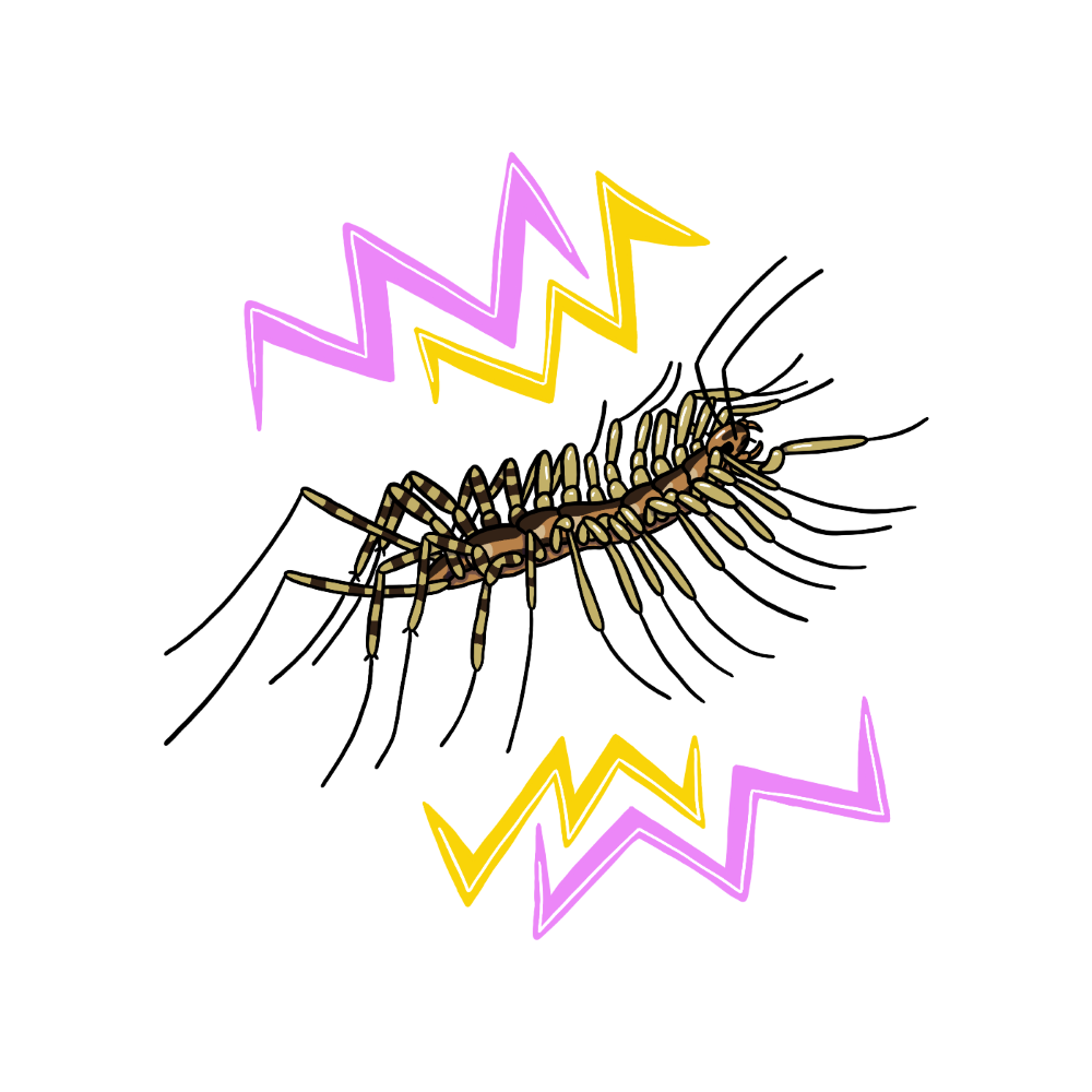 house centipedes