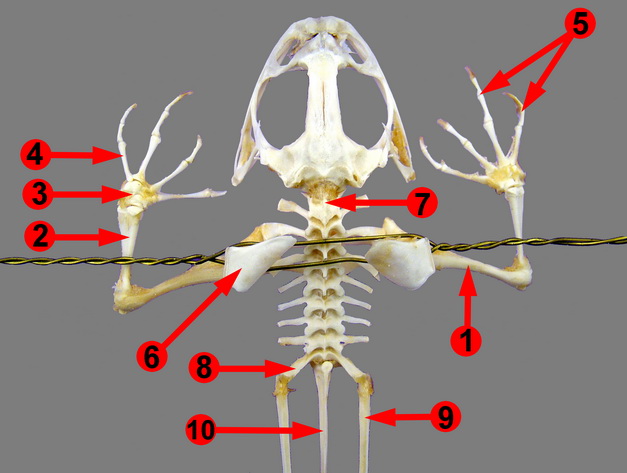 atlas vertebra of frog