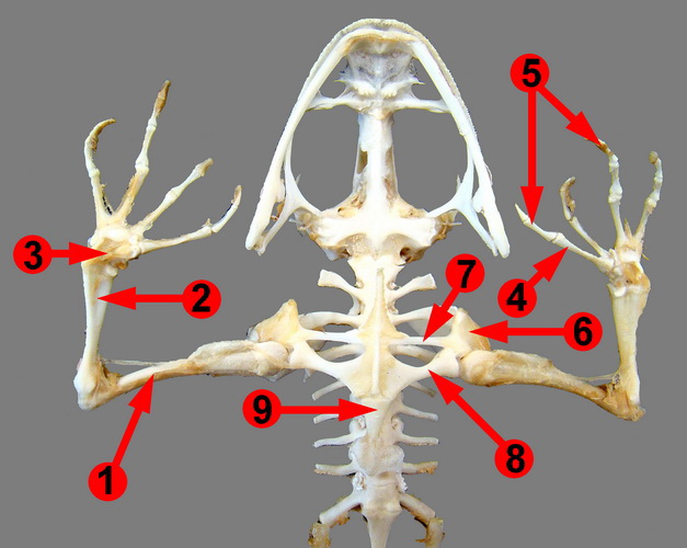 atlas vertebra of frog