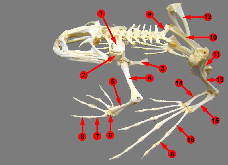 anterior limbs of frog with parts