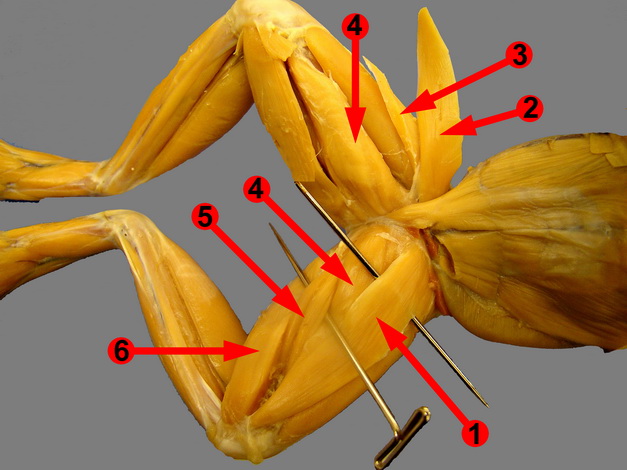 anterior limbs of frog with parts