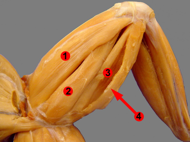 anterior limbs of frog with parts