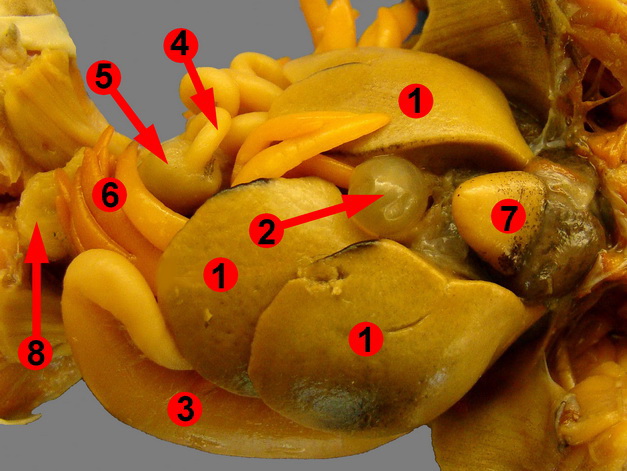 biology junction frog dissection