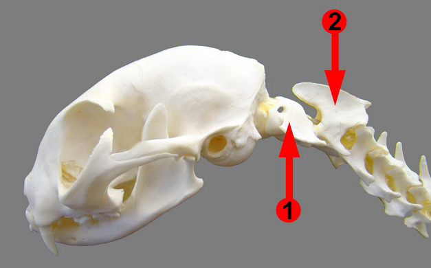 atlas vertebra of frog