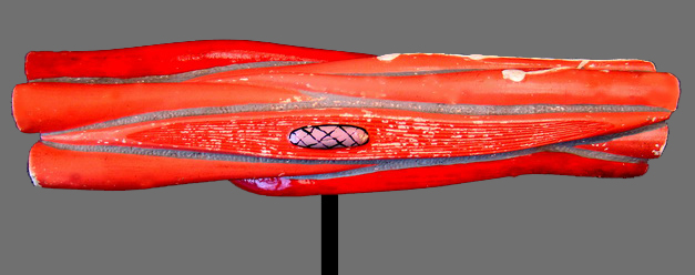 Smooth Muscle Cell Model Labeled