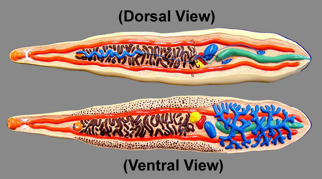 Lab 5: Flatworm and Smaller Lophotrochozoans – Zoo-lab | UW-La Crosse