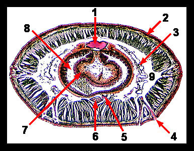 nereis cross section diagram