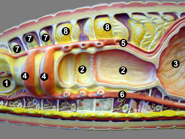 oligochaeta dissection