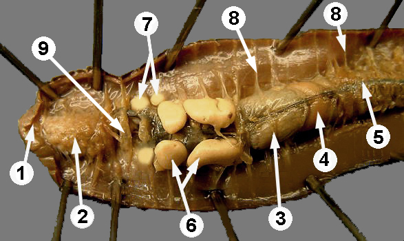 oligochaeta dissection