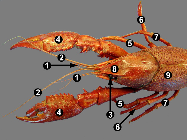 crayfish internal anatomy dissection