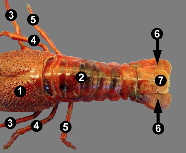 Lab 8: Arthropods – Zoo-lab | UW-La Crosse