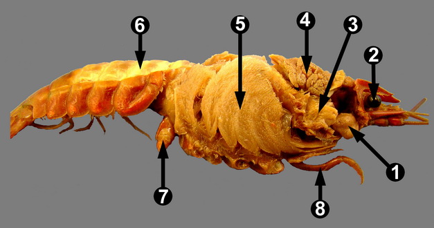 crayfish internal anatomy dissection