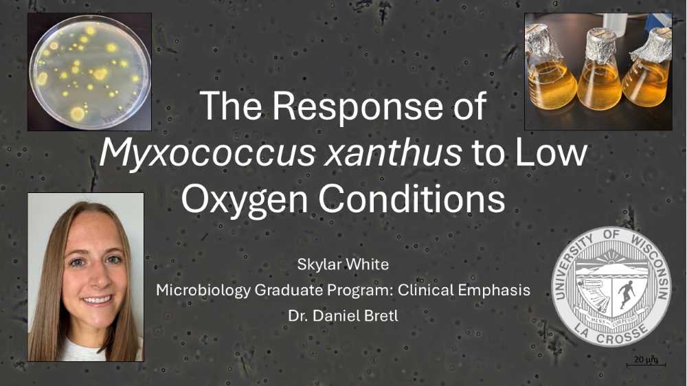 The responses of Myxococcus xanthus to low oxygen conditions (Click for abstract)