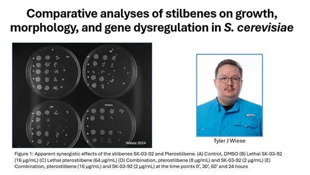 Comparative analyses of stilbenes on growth, morphology, and gene dysregulation in S. cerevisiae (Click for abstract)