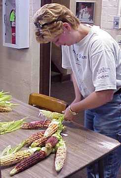 Wendy braiding nine ears of corn.