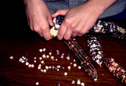 Removing the kernels from the cob is done by simply rubbing two cobs over each other. The dry kernels pop off easily. The kernels can be scooped up and kept in a jar for future use.